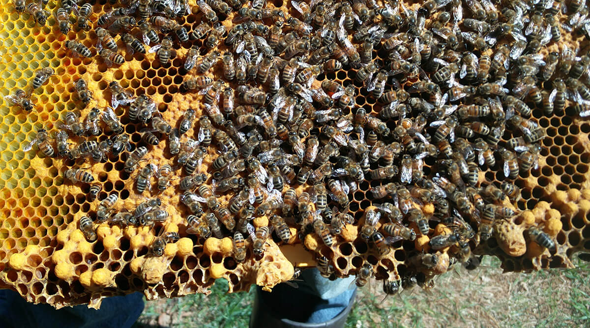 The true test: Drone cells and queen cells together - which is which?
