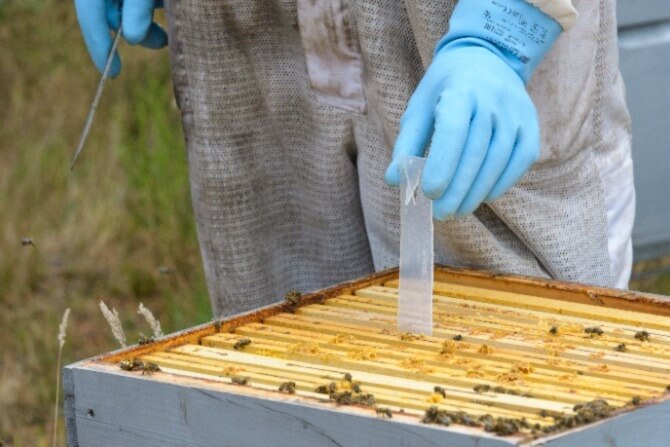 Putting Apivar in a hive