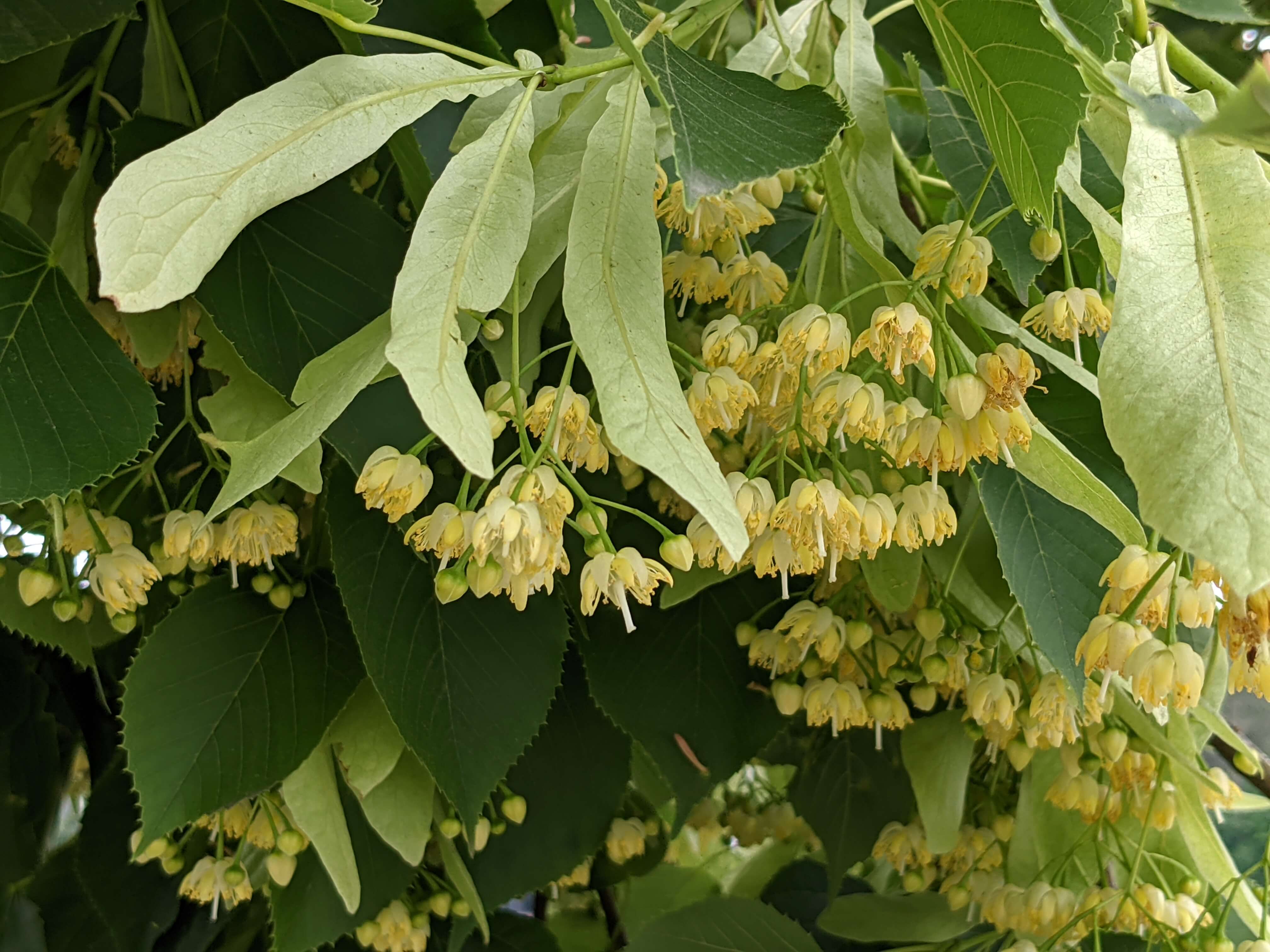 Basswood trees are a meadow in the sky