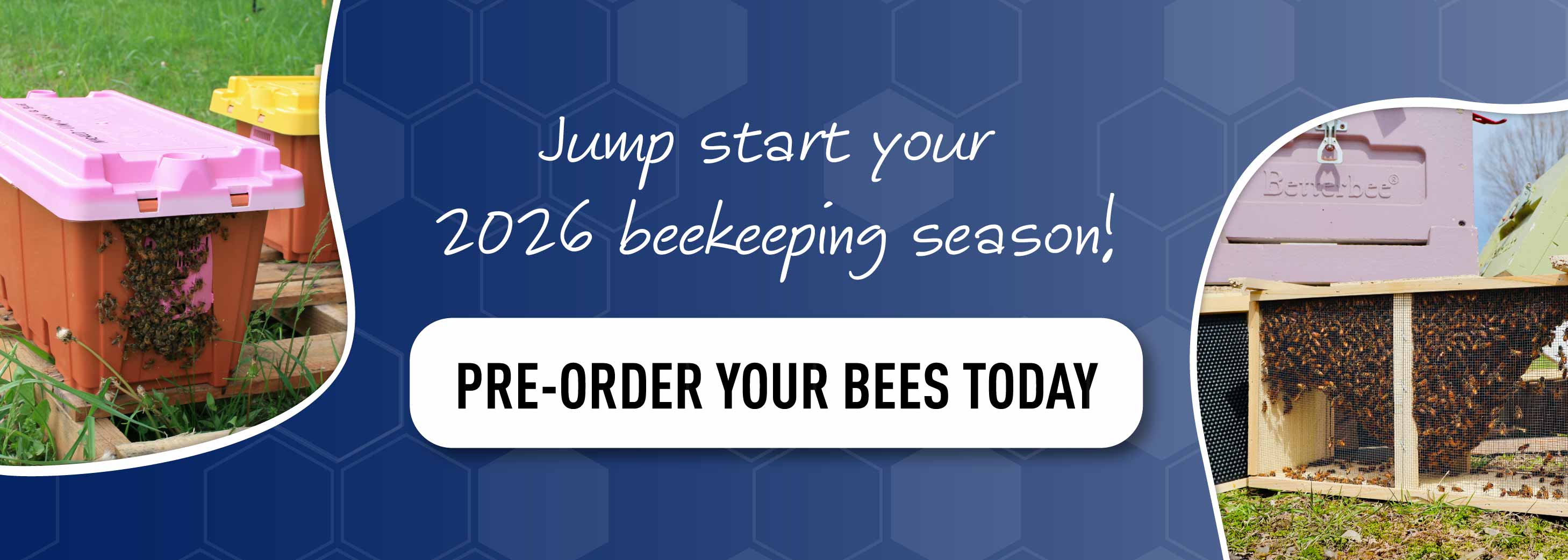 2026 Pre-order bees