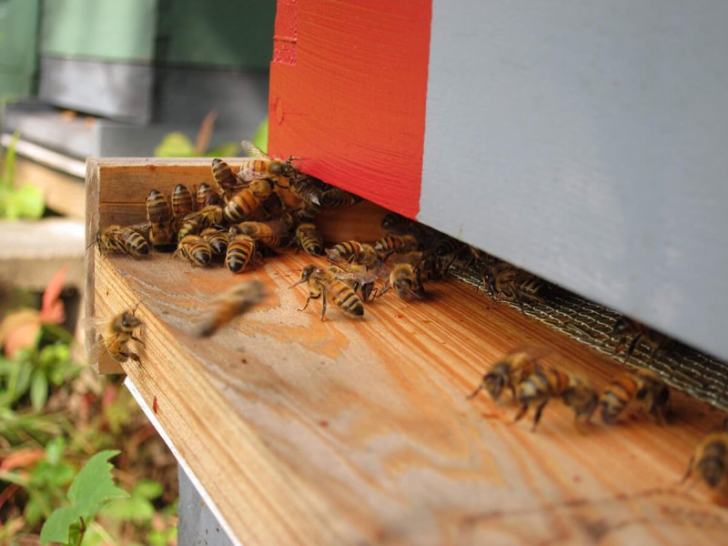 Honey bees gather at the entrance of a beehive with a metal mouse guard installed, preparing for winter hive protection and ventilation.