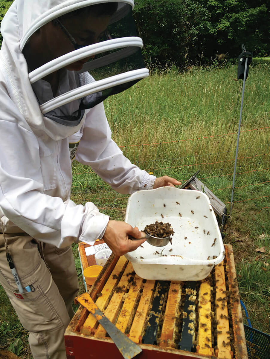 beekeeper collecting half a cup of bees