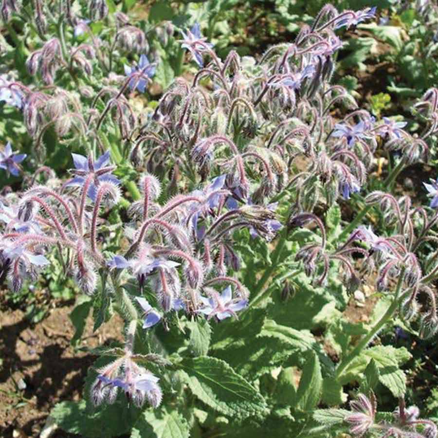Borage Seed: 4 oz.
