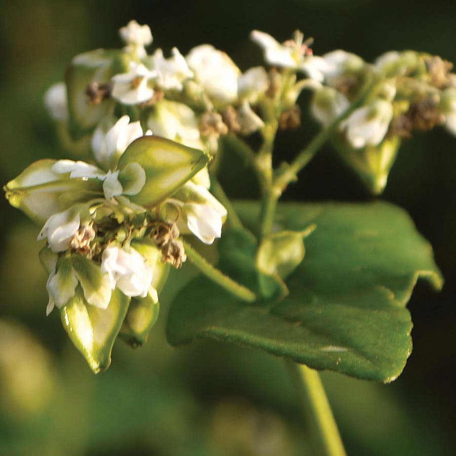 Japanese Buckwheat Seed Mix - 1 Pound | Betterbee