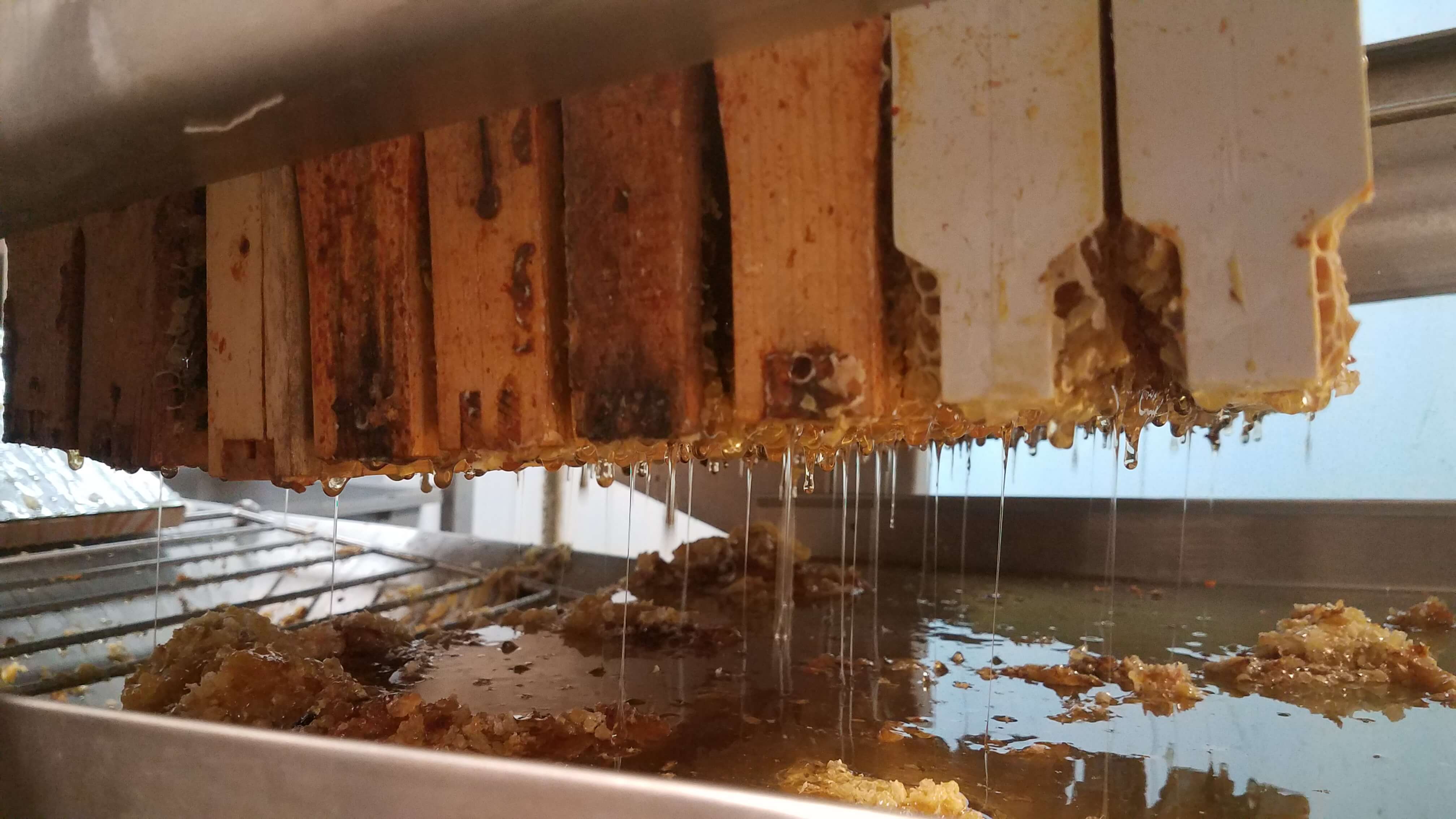 honey dripping off of frames