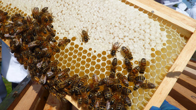 Capped honey along with uncapped honey