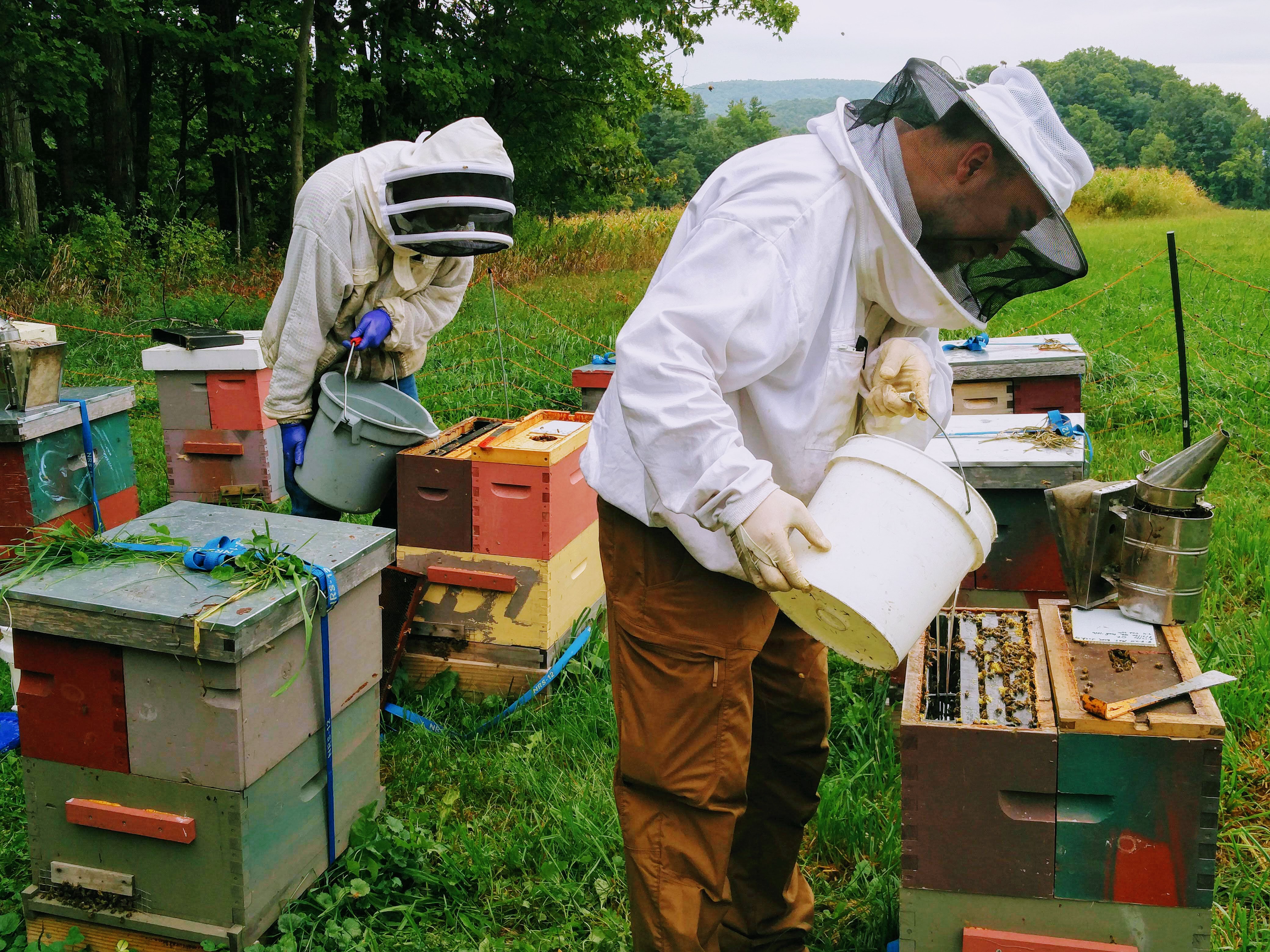 Beekeeping feeding with sugar syrup 