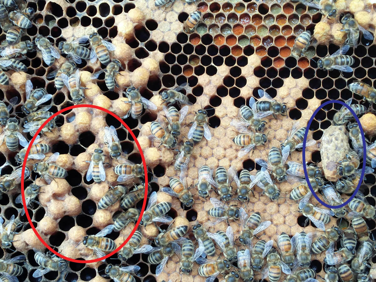 Drone comb and queen cells in frame