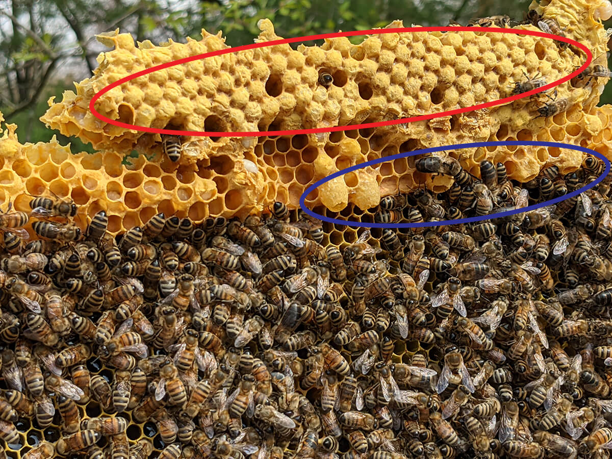 Torn off drone cells and open queen cups