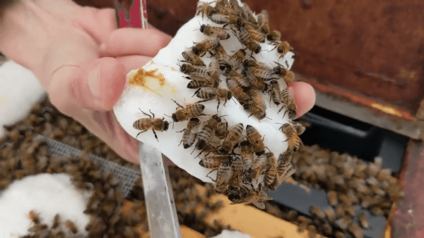 A beekeeper holding a piece of fondant covered with honey bees during a winter emergency feeding.