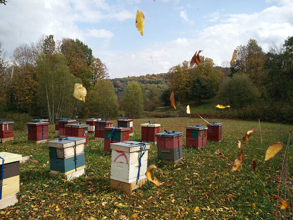 Hives in a field with fallen leaves