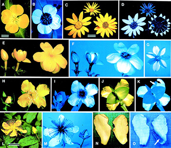 Flowers with ultraviolet coloring by National Academy of Sciences 