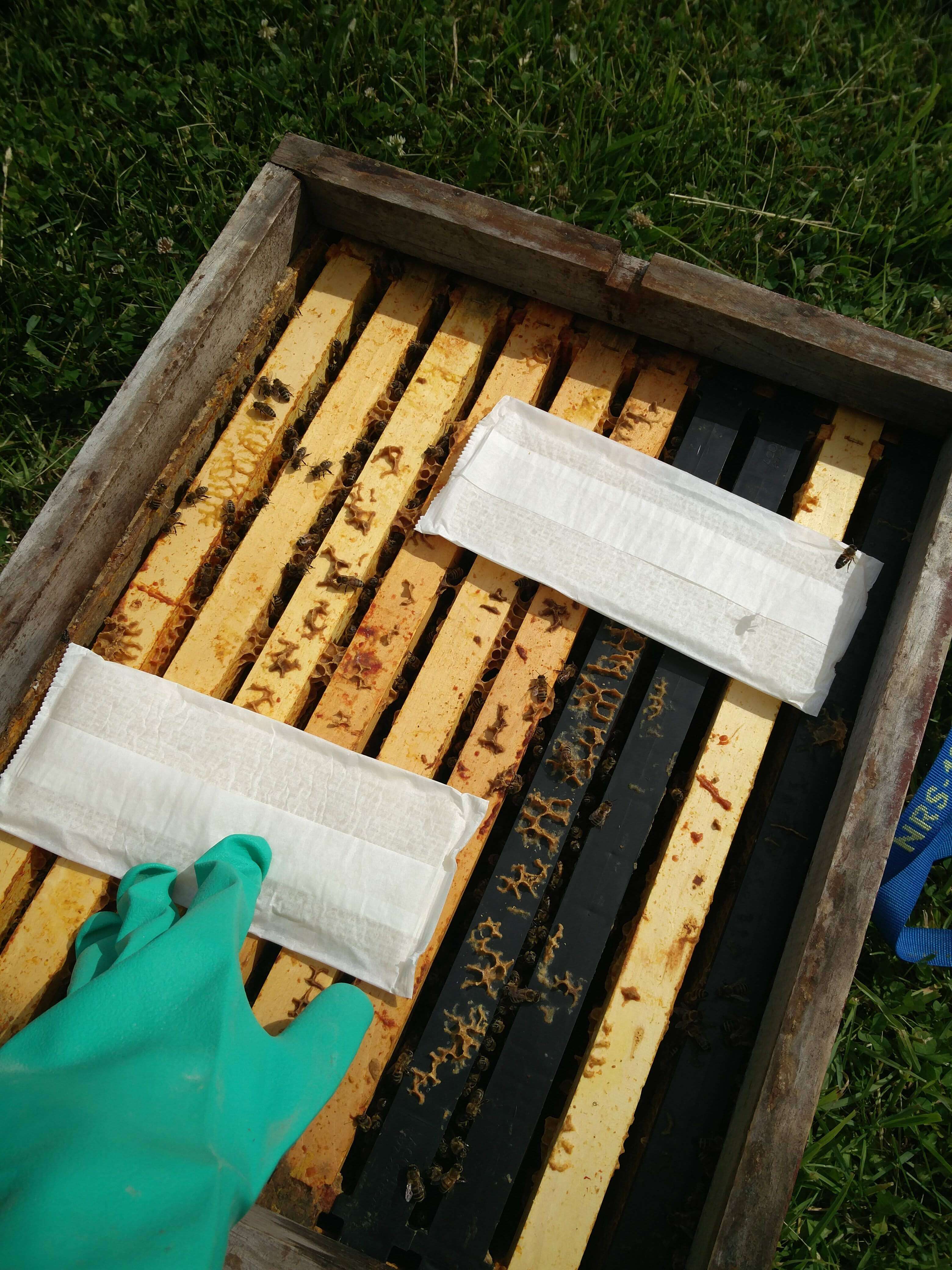 2 Formic Pro strips on hive