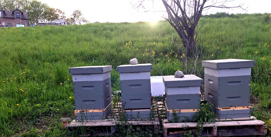 Row of beehives on wooden pallets set in a grassy field at sunset, with hive boxes ready for active colonies.