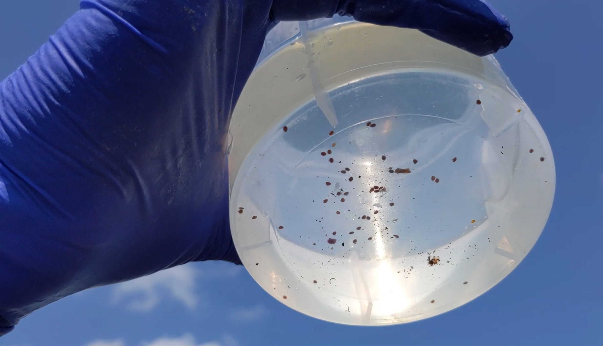 Mites left over after an alcohol wash.