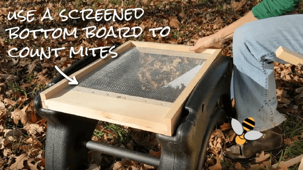 Beekeeper holding a screened bottom board outdoors with text reading Use a screened bottom board to count mites and a small bee illustration in the corner.