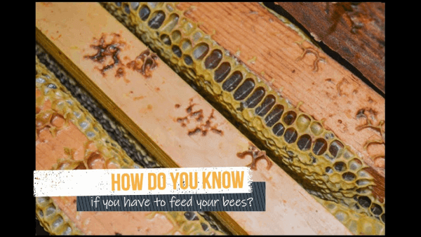 Close-up of beehive frames with capped honeycomb, showing food stores inside the hive