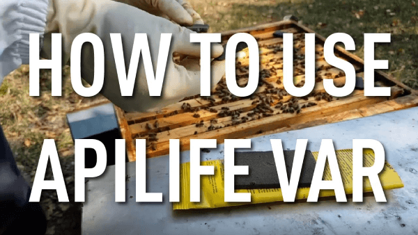 Beekeeper applying Apilife Var treatment on hive frames with text overlay reading How to Use Apilife Var