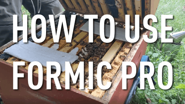 Open beehive with frames exposed and two Formic Pro treatment pads placed on top of the brood chamber
