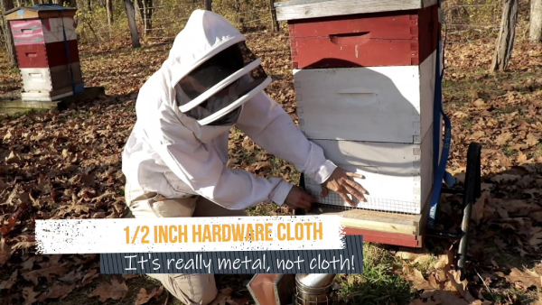 Beekeeper installing a metal mouse guard made from 1/2 inch hardware cloth on a hive.