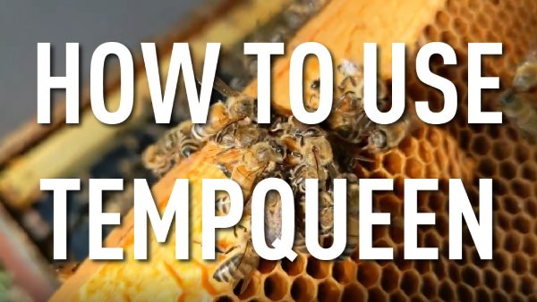 Video thumbnail featuring honey bees on a hive frame with large text reading How to Use TempQueen.