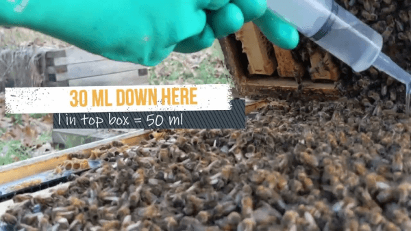 Beekeeper applying oxalic acid dribble treatment with syringe to bees in hive, text overlay showing 30 ml dosage instructions.