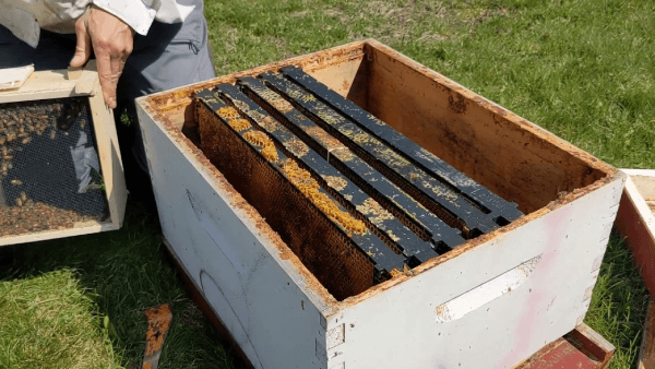 Beekeeper preparing a hive by installing frames and adding bees from a package during colony installation.