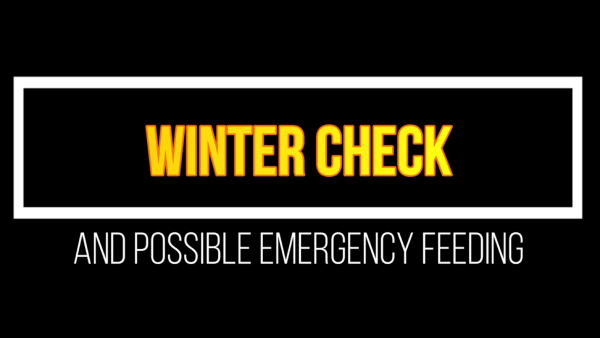 Title card reading Winter Check and Possible Emergency Feeding in bold yellow text on a black background, used for a Betterbee video about late-winter hive checks.