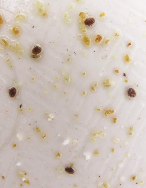Mites on Varroa monitoring tray