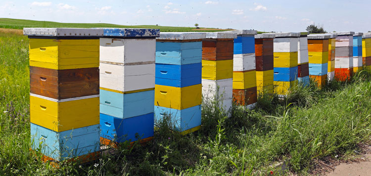 Mix and Match painted Hives.