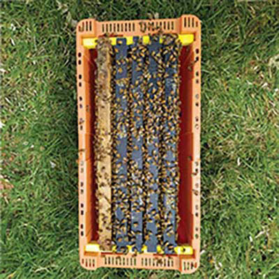 Mini Api Mating Nuc - Brown | Betterbee