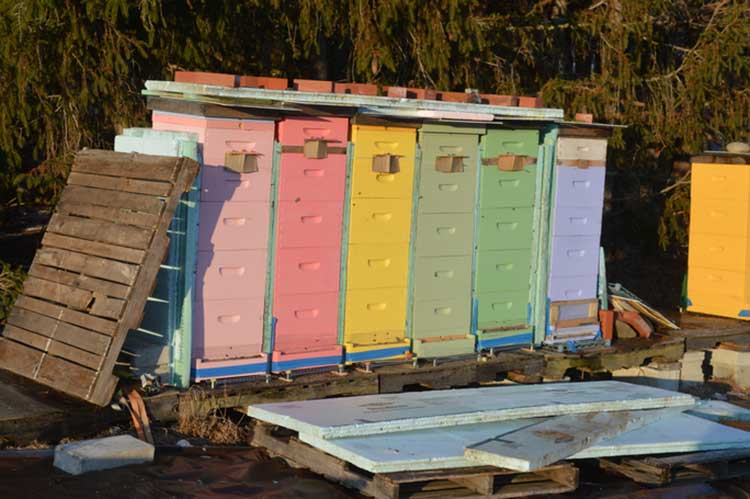 One-color hives basking in the sun on a winter day.