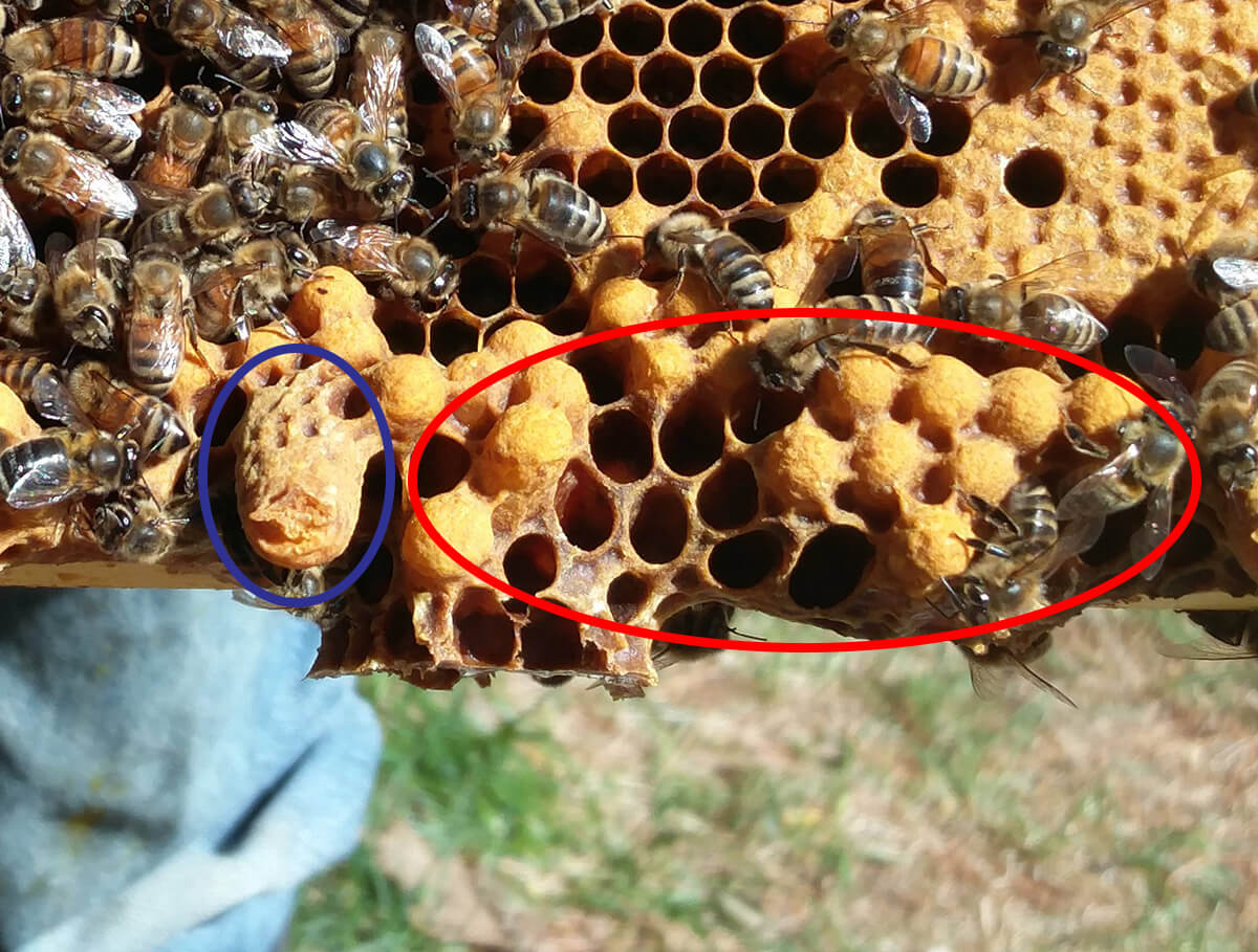 Queen cell and drone cells near each other on bottom of frame
