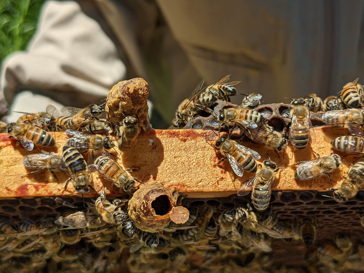 Queen cell and drone cells near each other on bottom of frame