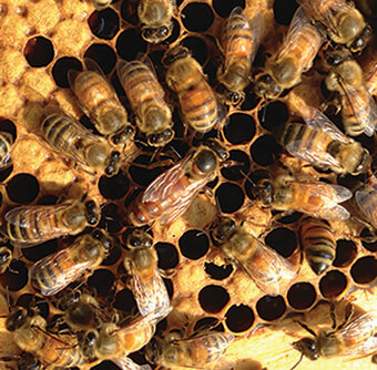 Queen on Frame with Attendant Bees
