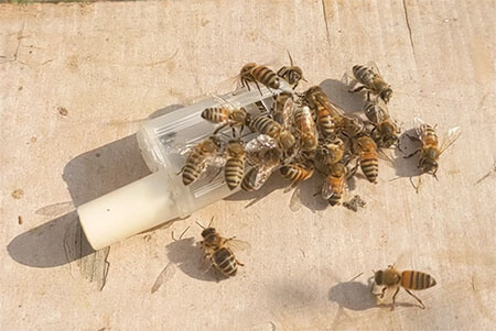 bees crawling on a queen cage