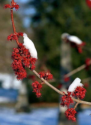 Red Maple and Sugar Maple