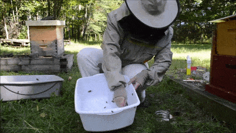 Beekeeper in full protective gear shaking bees into a white plastic tub during a hive sampling or mite test demonstration.