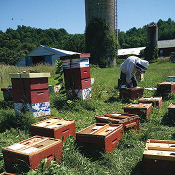 A Betterbee Apiary filled with hives