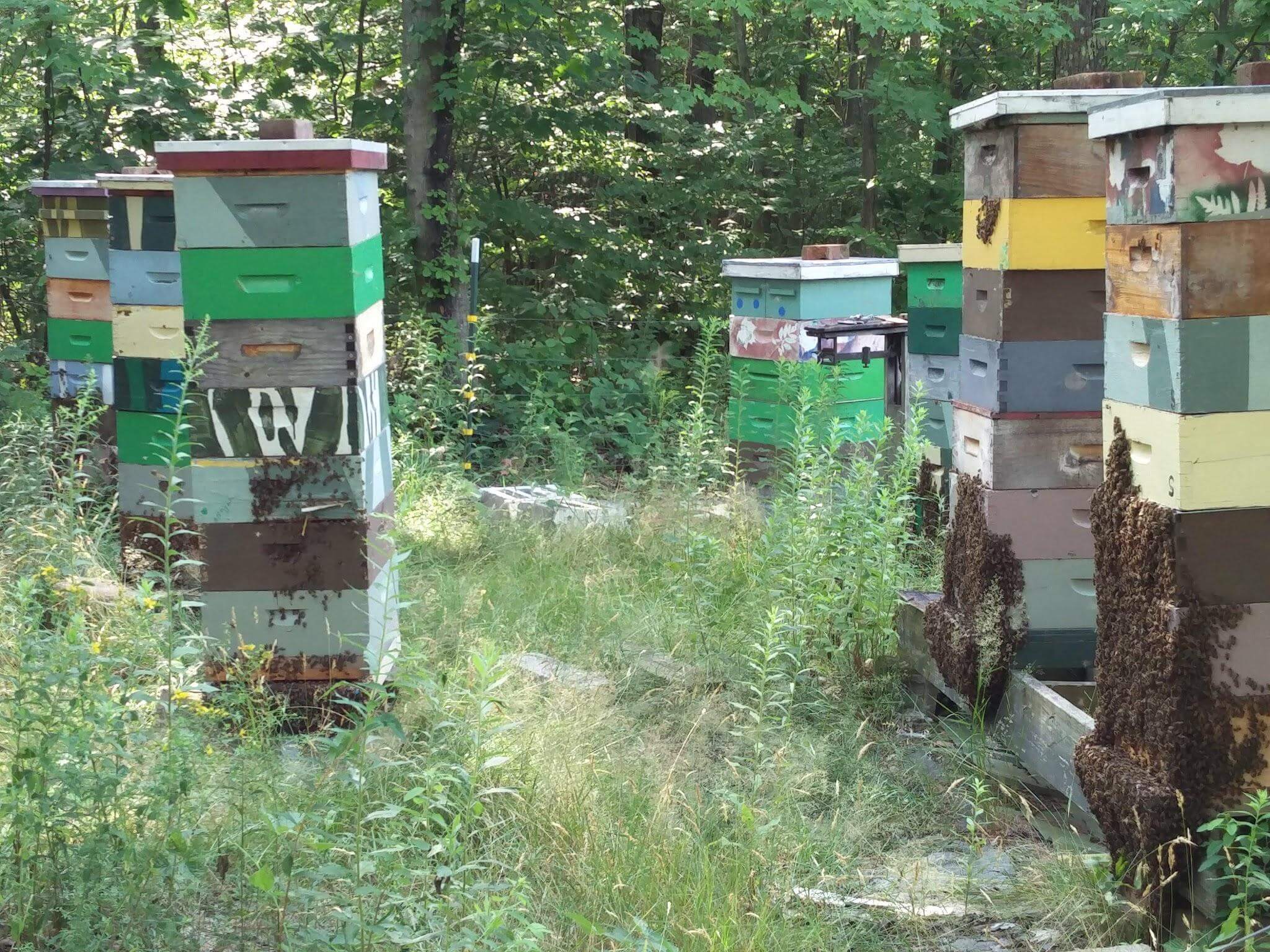 Many hive stacked high with supers