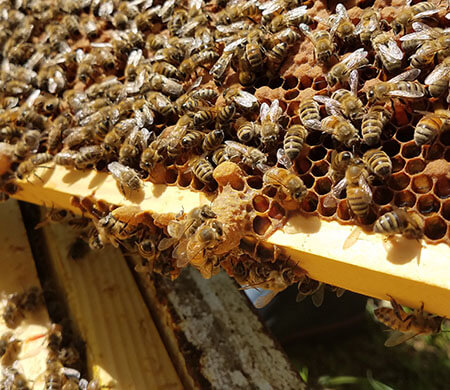 queen cell on a frame