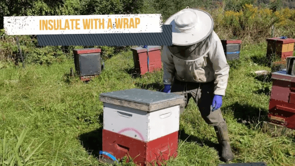 Beekeeper wrapping a hive in a field with the text 'Choosing Hive Insulation for Winter' and the Betterbee logo in the corner.