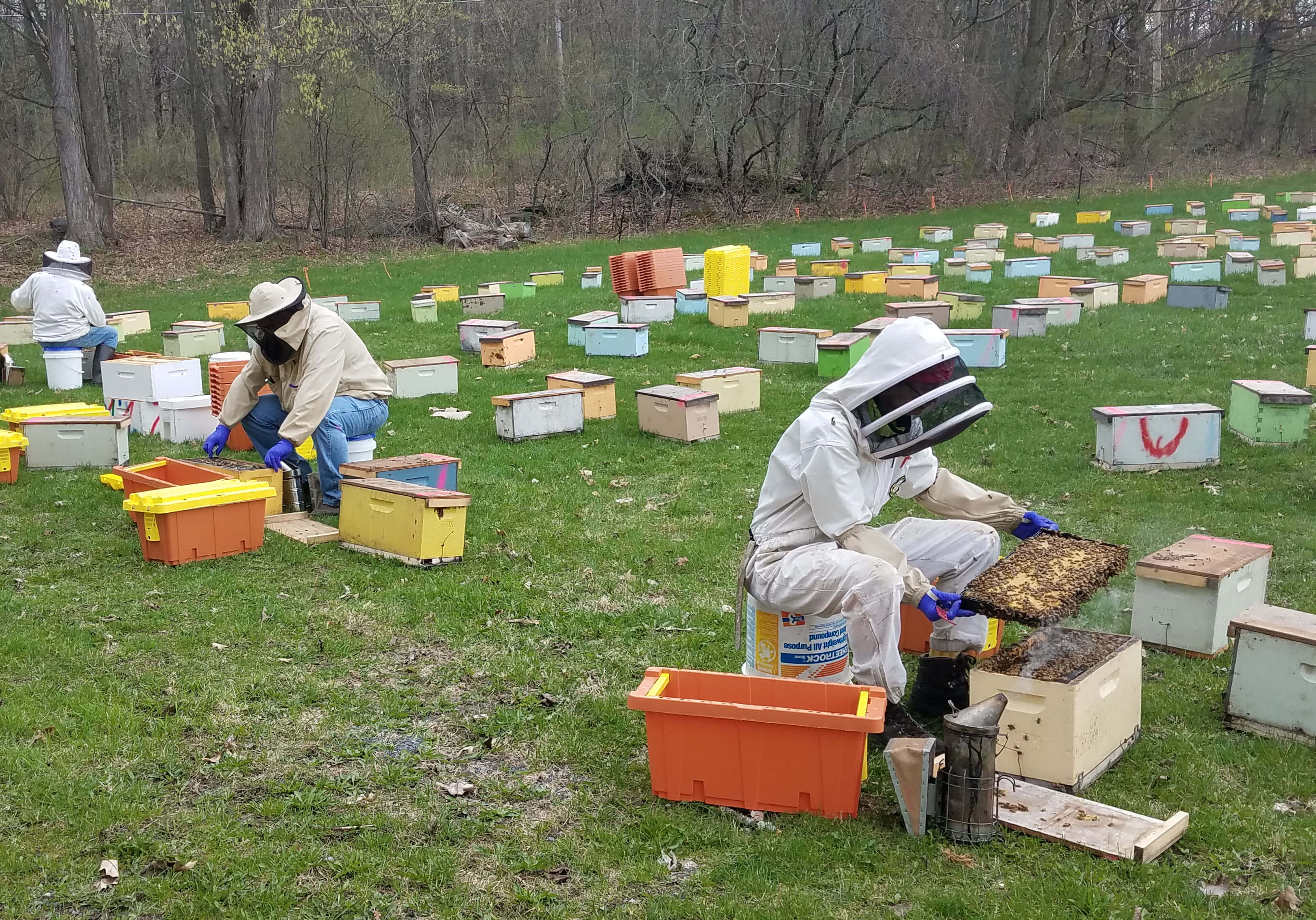 Beekeepers in protective suits transferring bees into colorful nucleus boxes in a large open field for hive management and colony inspection.