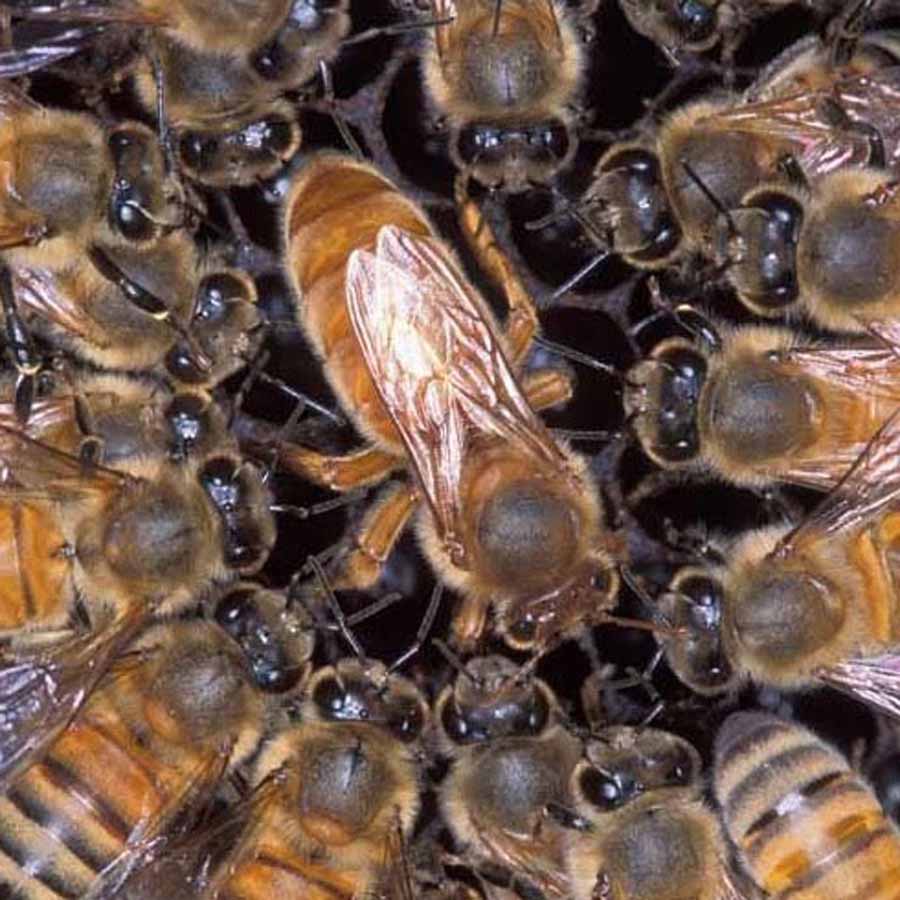 Italian Queen Bees | Betterbee
