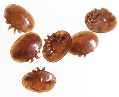 Six Varroa mites