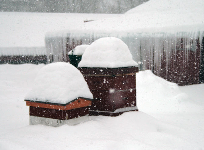 Snow on top of hives