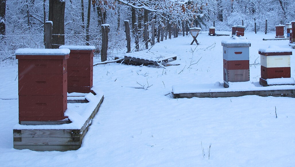 Hives in a snowy bee yard
